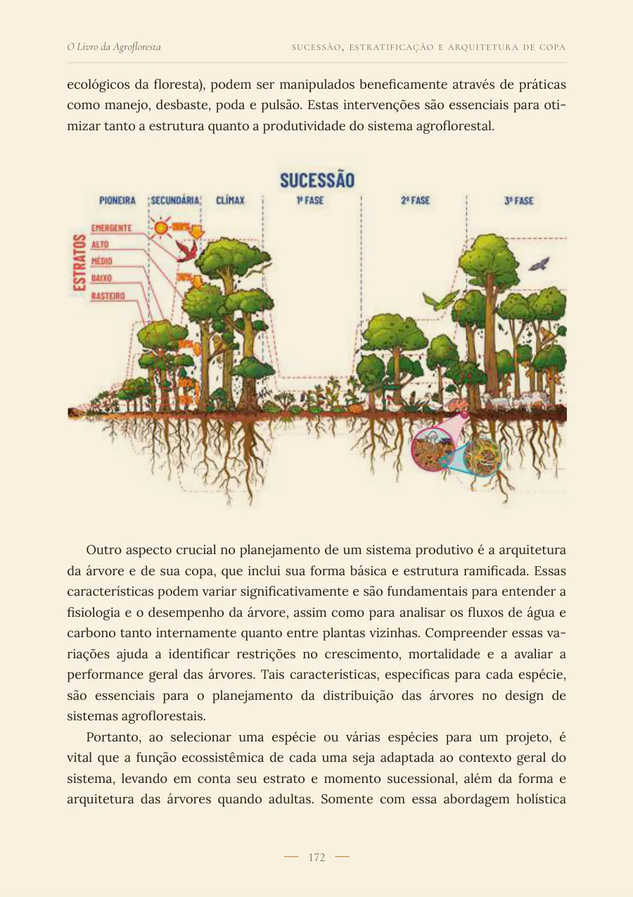 Diagrama da sucessão da agrofloresta em fases e estratos.