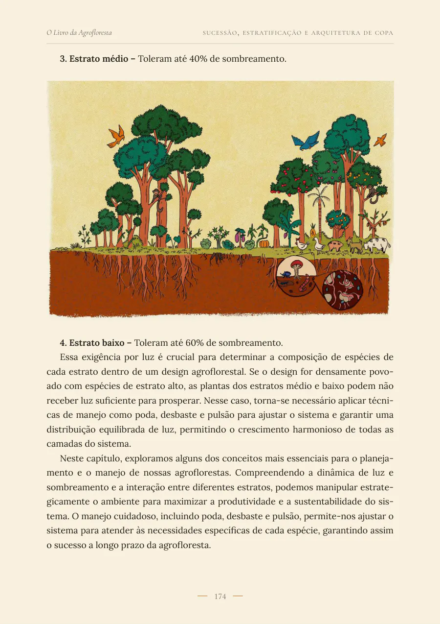 Ilustração dos estratos de uma agrofloresta, com a regra para os estratos médio e baixo.