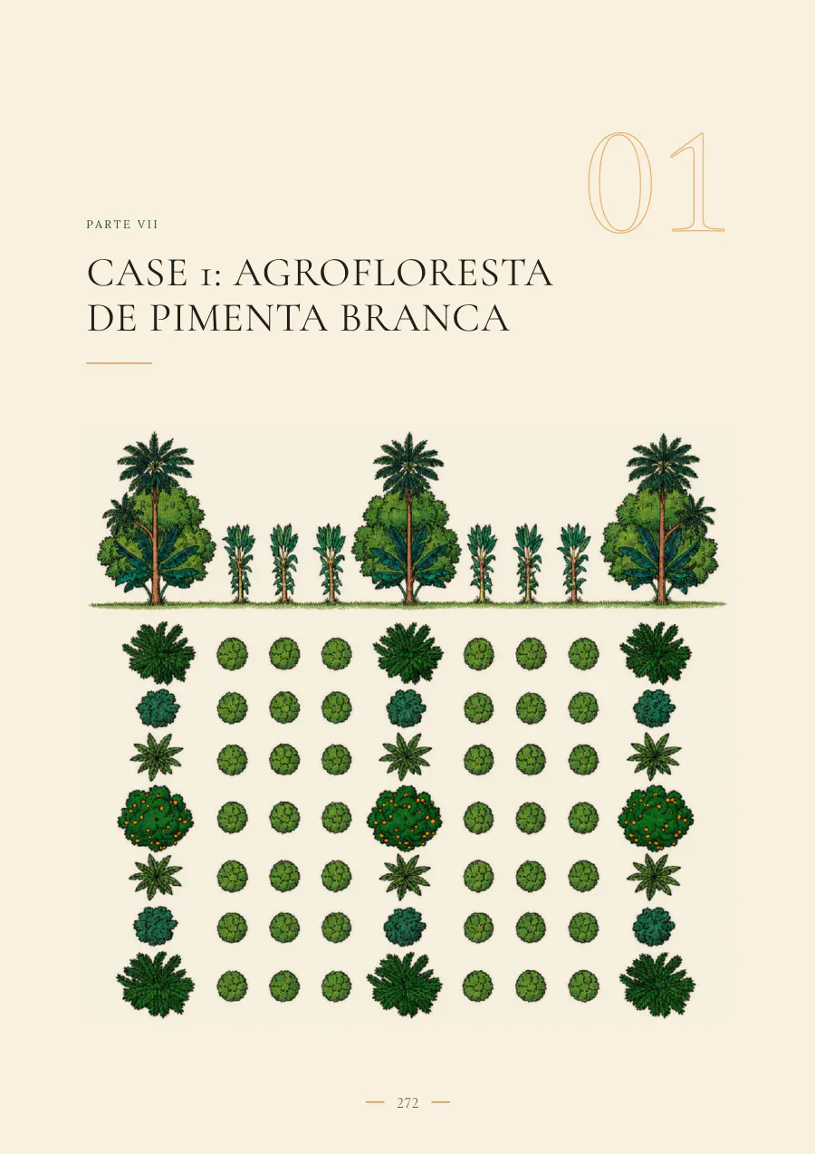Abertura do Case 1, agrofloresta de pimenta-branca, com o desenho das linhas.