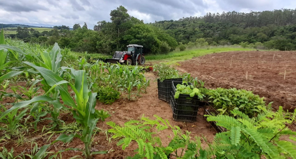 Área com plantio de milho