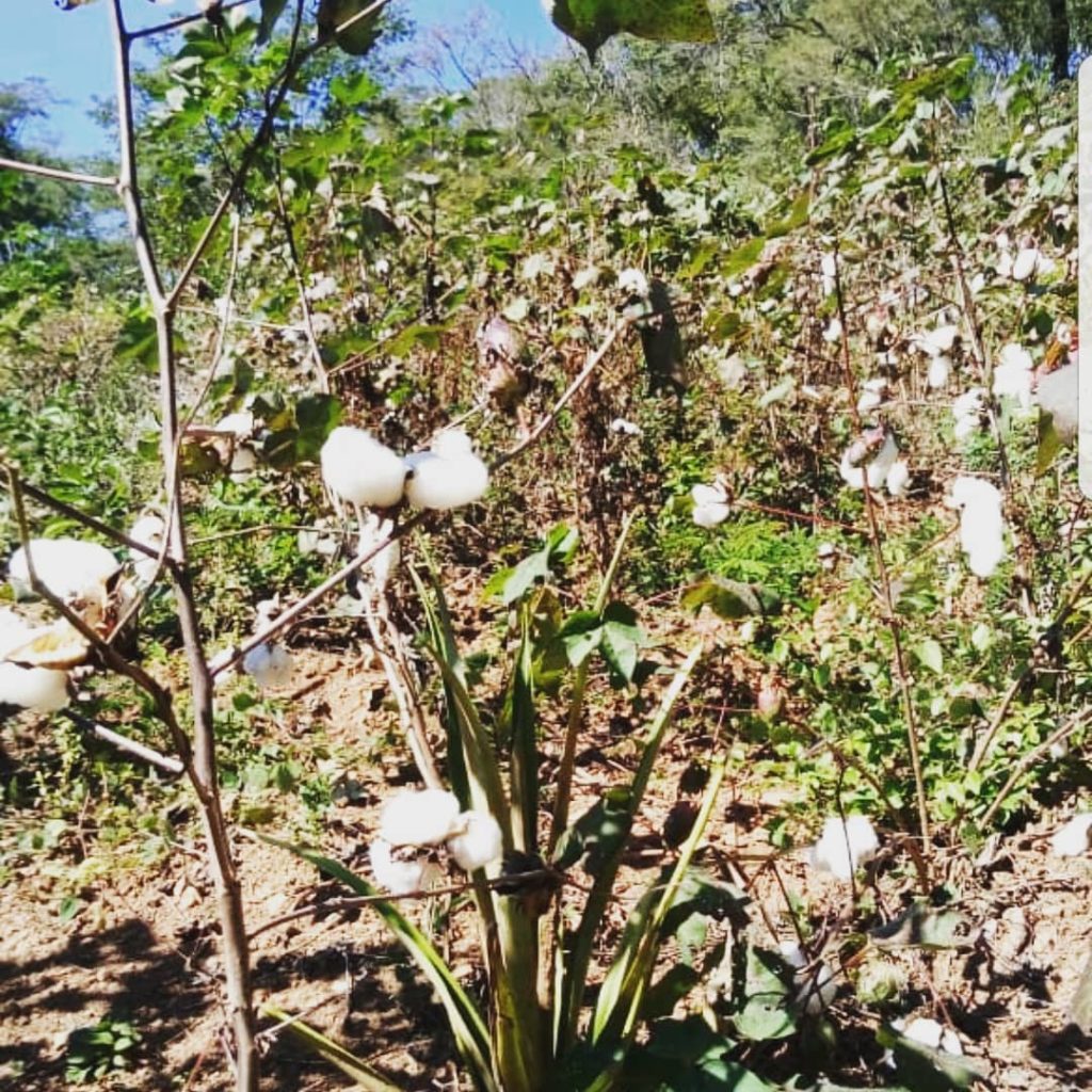 Agroforesta com algodão